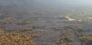 Karst Firewall 5.0 a Venezia: ricerca, pianificazione e tecnologia per territori più resilienti agli incendi
